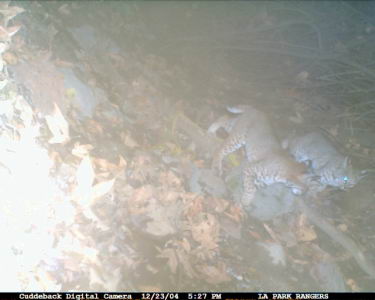 Bobcats in Griffith Park caught on candid camera