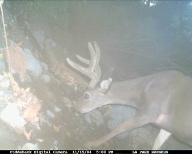 Mule deer in Griffith Park caught on candid camera