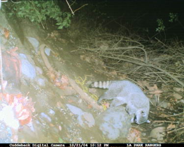 Raccoon in Griffith Park caught on Candid Camera