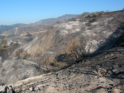 Burned trees from Griffith Park fire