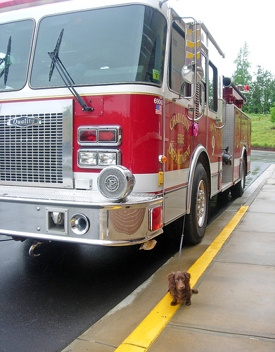 Fire truck and long-haired dachshund (doxie)