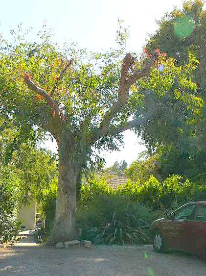 Oogli tree, illegally trimmed