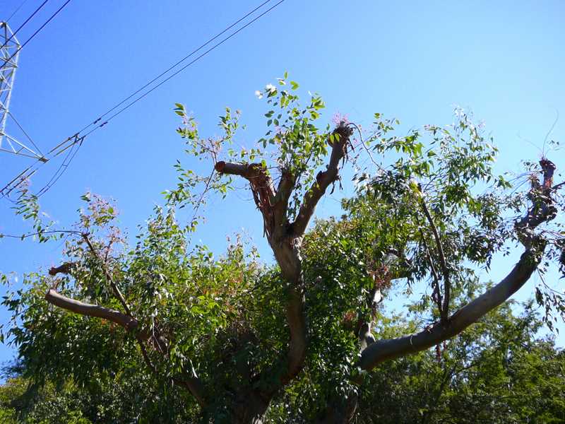 Badly trimmed tree by LADWP