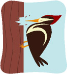 Woodpecker Clipart
