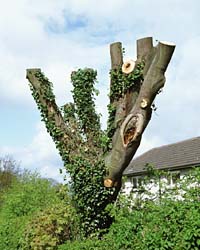 Badly trimmed tree