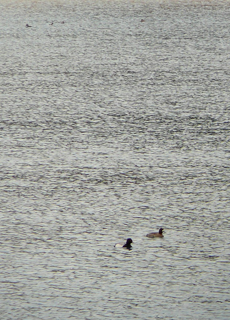 Lesser Scaup, male and female