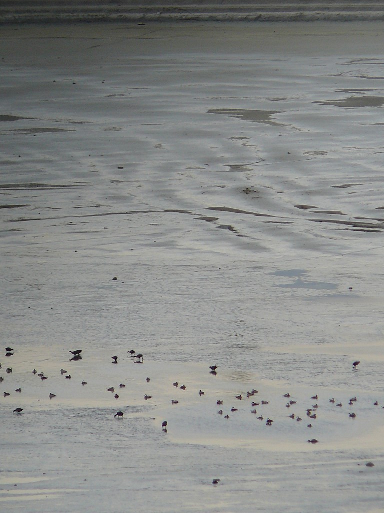 Lesser scaup looking for water