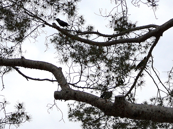 Crow in Silver Lake