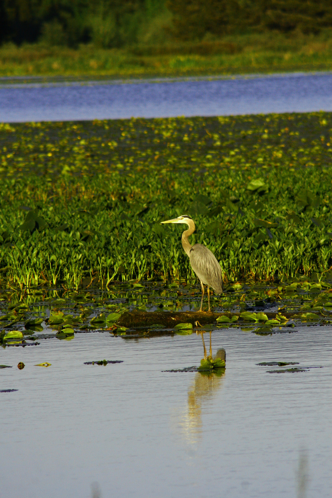 big-heron.jpg