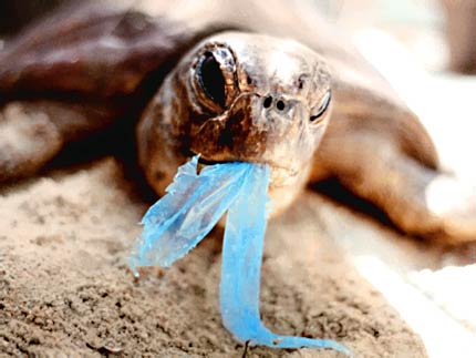 Turtle chokes on plastic bag