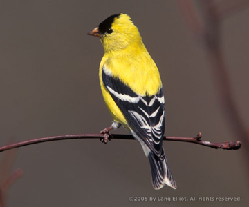 American Goldfinch