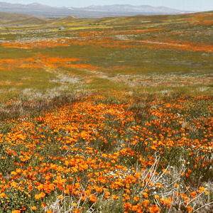 California Poppy Fields (like in Wizard of Oz)