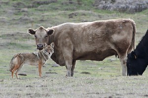 coyote cow