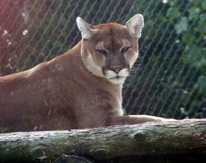 mountain lion by streamingmeemee