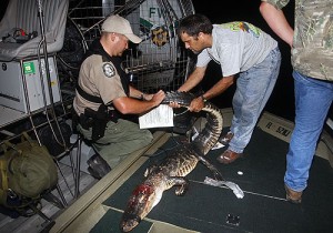 roger mcculloch tortures bloody alligator - see full size in the Times
