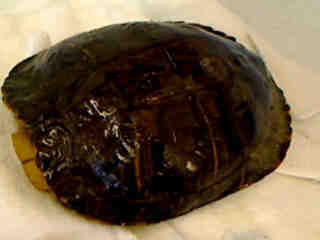 A good example of disrespect for the animals - this is labeled turtle. Okay, I guess so.