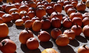 pumpkin patch in Santa Clarita