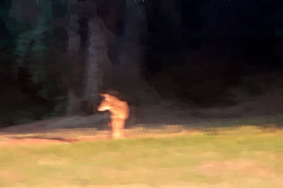 coyote.jpg