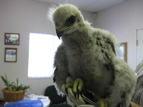 rt-hawk.jpg