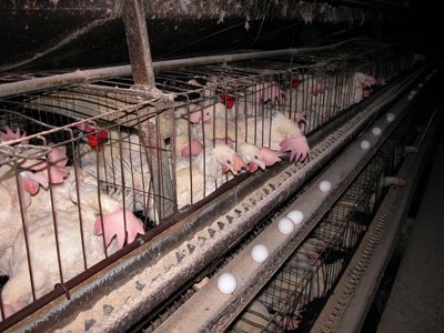 61_batterycagephoto2.jpg