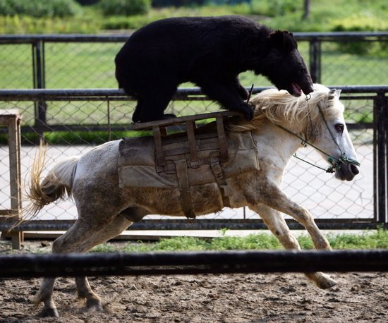 bear-horse.jpg