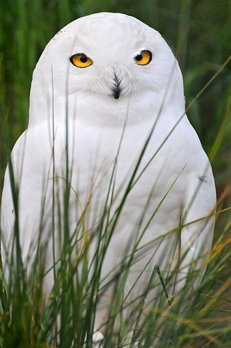 owl.jpg