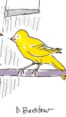 canary cartoon
