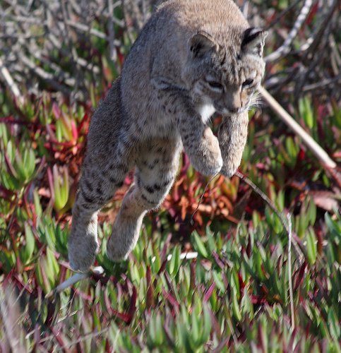 bobcat by ehoyer