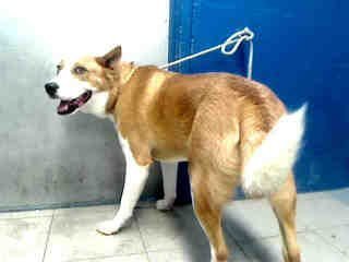 german shepherd 1 yr A4317813 Good example of how terrible their listings are. Everyone knows this is NOT a German Shep. Some suggest cattle dog. Very handsome, still there.