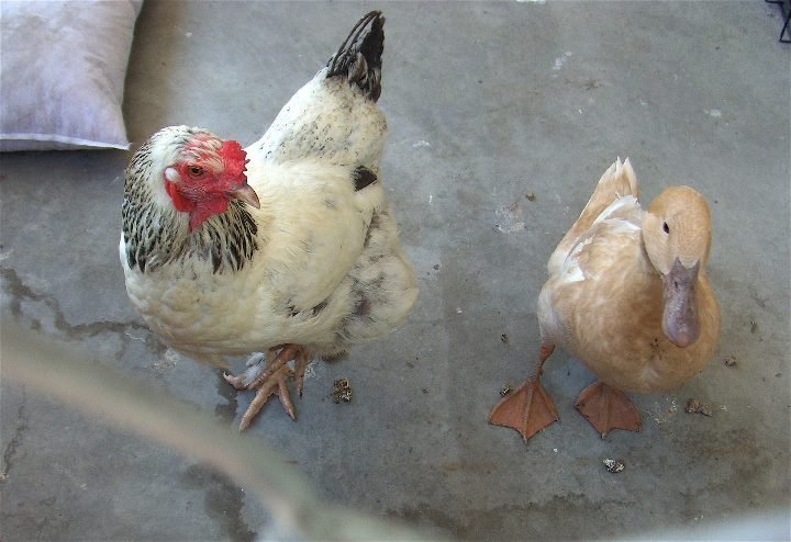 hen and duck at baldwin park