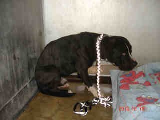 worst pic ever from a shelter - found this one a year ago. (all pix here were found from facebook pages, but taken at LA County Shelters) If this doesn't make you cry, nothing will.